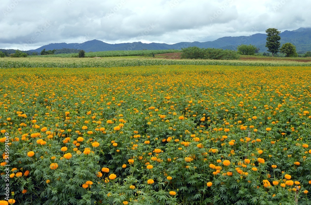 field of marigold and sky