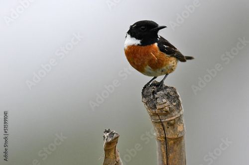 European stonechat // Schwarzkehlchen (Saxicola rubicola) photo