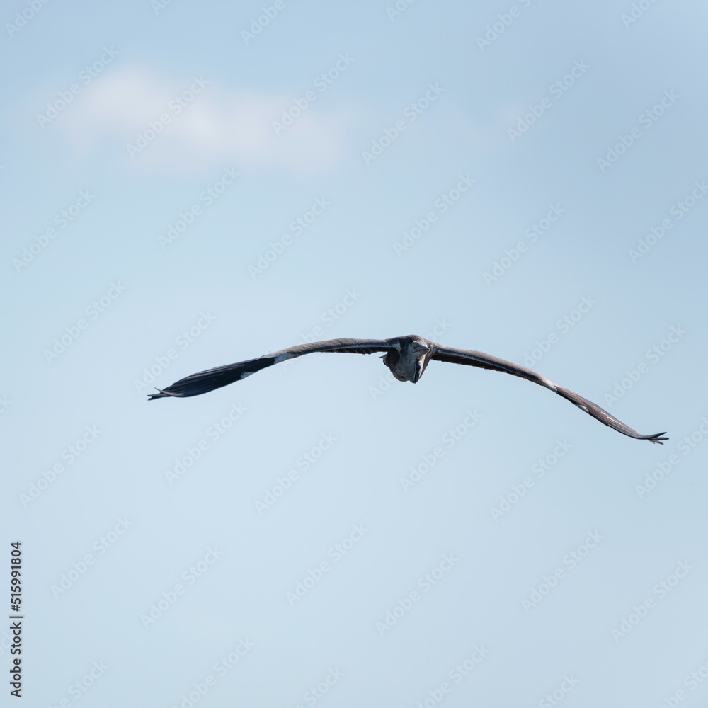 Beautiful image of Grey Heron Ardea Cinerea in flight over Somerset Levels wetlands landscape in Spring Beautiful image of Grey Heron Ardea Cinerea in flight over Somerset Levels wetlands landscape in Spring