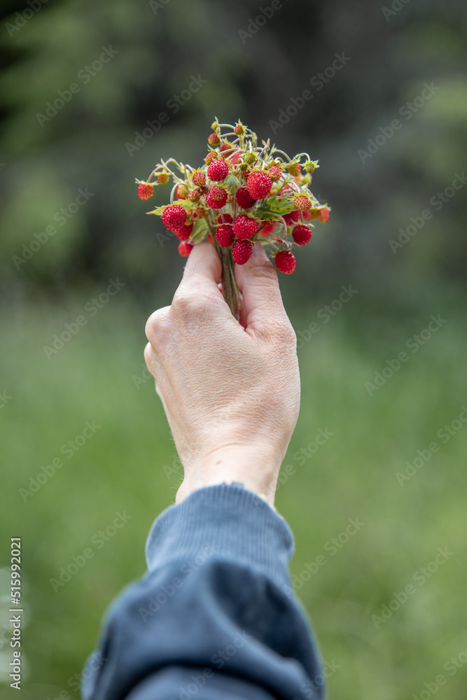person holding a bunch wild strawberries