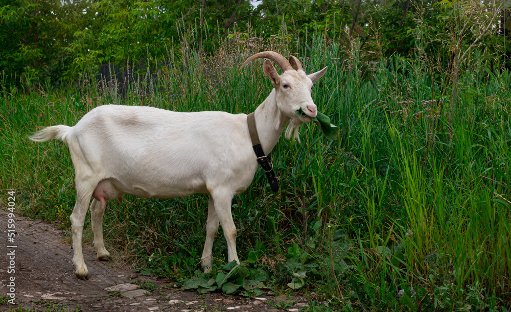 Female white horned goat , rural landscape close-up. Female white horned goat , rural landscape close-up.