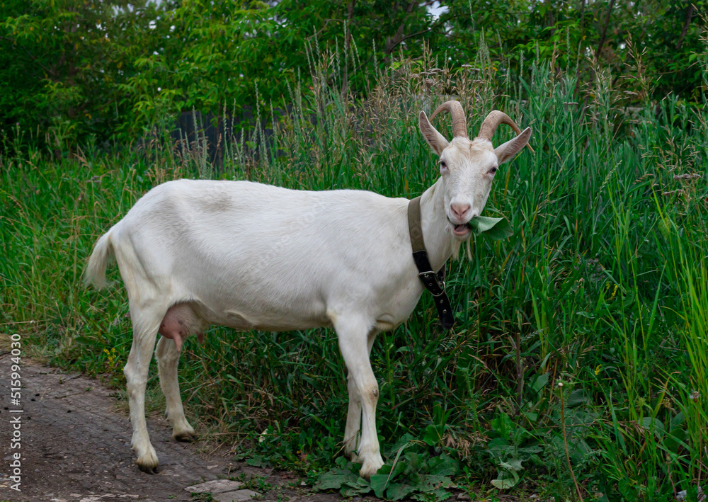 Obraz premium Female white horned goat , rural landscape close-up.