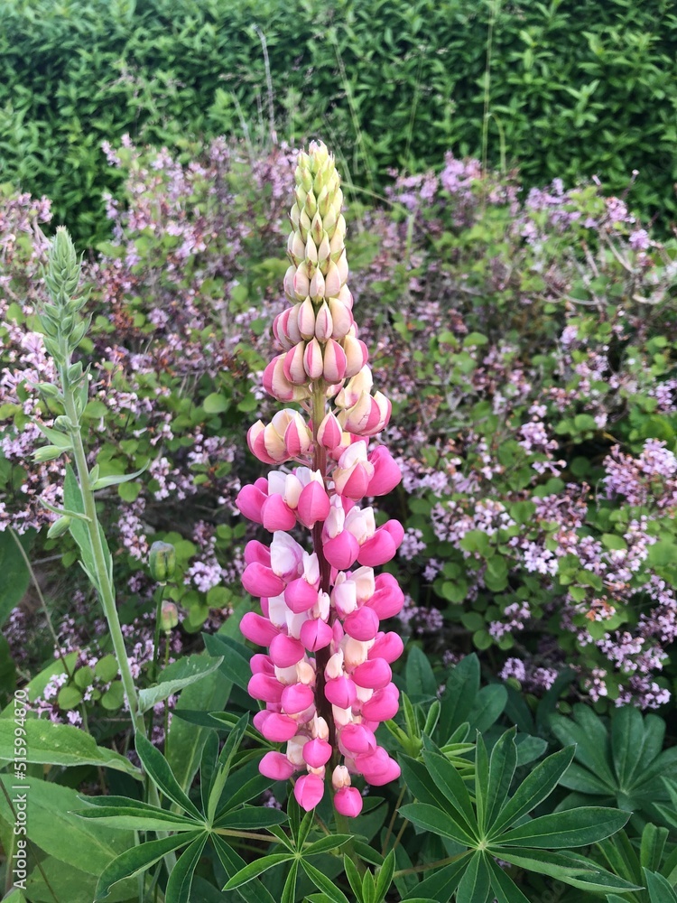 Obraz premium pink and white lupine flower in the garden