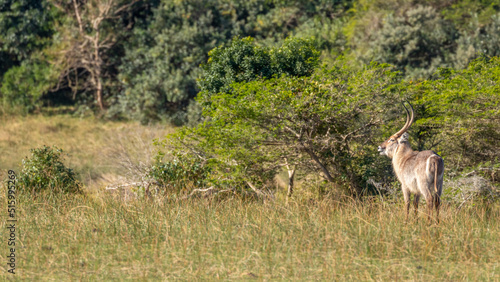 Male waterbuck  Kobus ellipsiprymnus  alert for danger  iSimangaliso Wetland Park  South Africa.