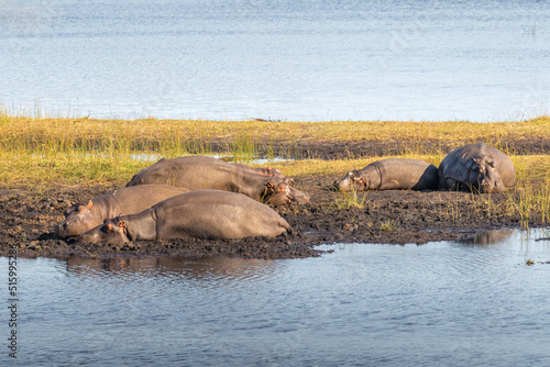 Pod of common hippopotamus (Hippopotamus amphibius), iSimangaliso Wetland Park, South Africa.