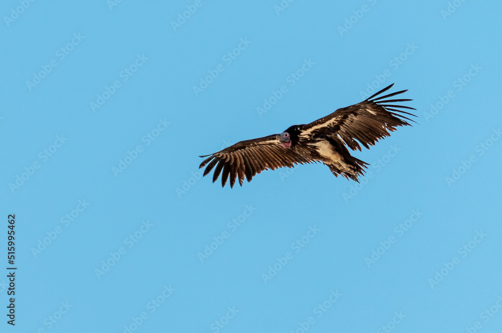 A White-headed vulture -Trigonoceps occipitalis- circling over Etosha National Park, Namibia. A White-headed vulture -Trigonoceps occipitalis- circling over Etosha National Park, Namibia.