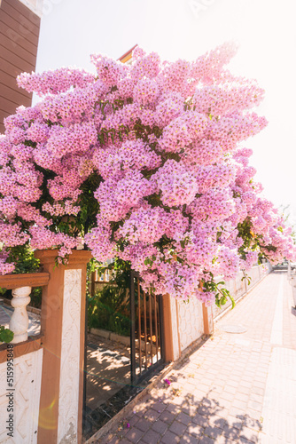 Bougainvillea blooms at the entrance to a house with apartments or a hotel in a tropical resort country. Real estate investments © EdNurg