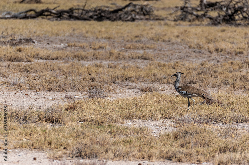 The Kori Bustard -Ardeotis kori- is considered to be the largest flying bird of Africa. Here it is seen walking on the plains of Etosha National Park, Namibia. The Kori Bustard -Ardeotis kori- is considered to be the largest flying bird of Africa. Here it is seen walking on the plains of Etosha National Park, Namibia.