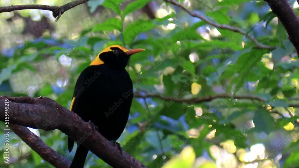 A common hill myna looking for food in forest A common hill myna looking for food in forest