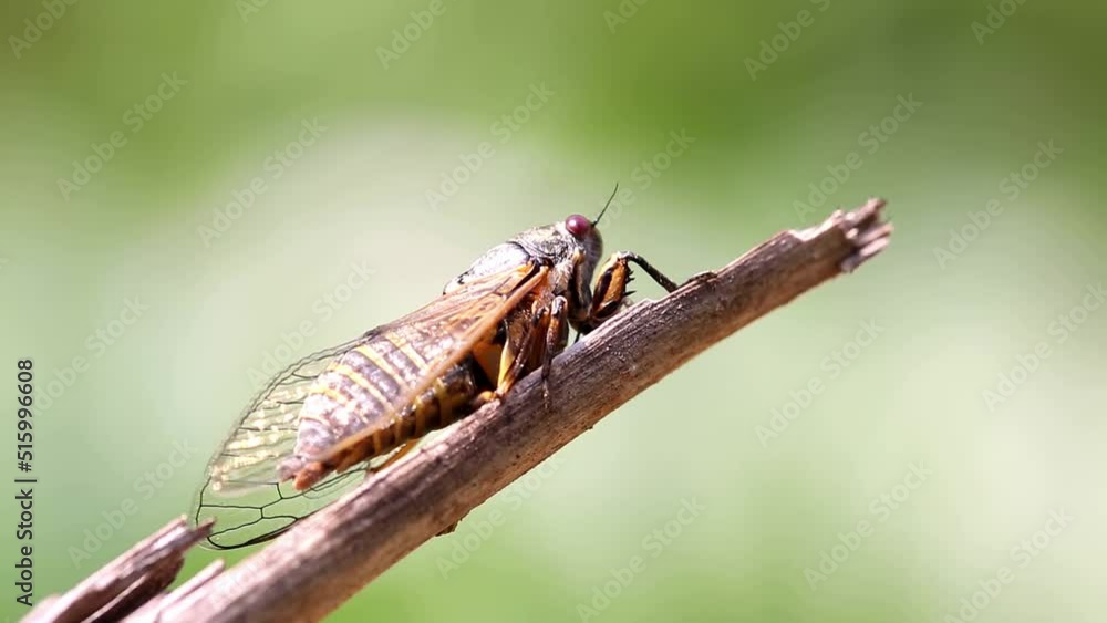 Close-up of a cicada singing on a dry branch in summer Close-up of a cicada singing on a dry branch in summer
