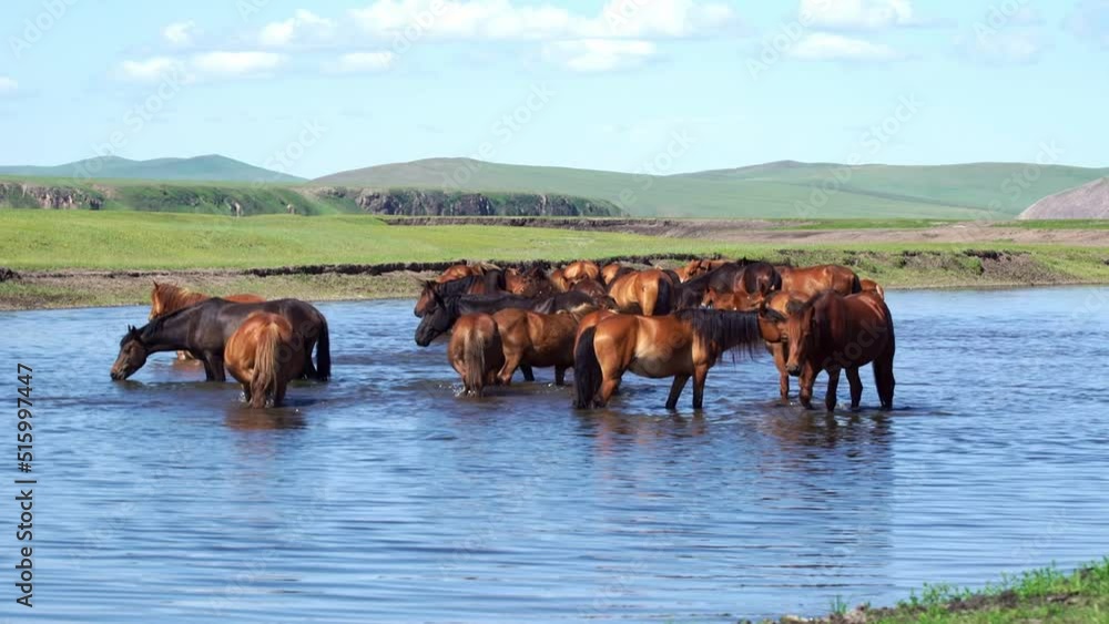 A group of horses drinking the clear stream in Inner Mongolia prairie, China A group of horses drinking the clear stream in Inner Mongolia prairie, China
