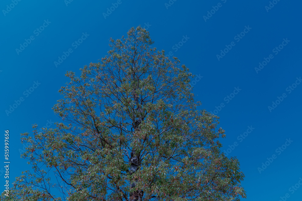 Obraz premium 夜空