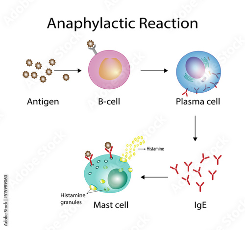 Anaphylactic reaction, allergic reaction, Autoimmune disorders, allergy and anaphylaxis. Mast cells, b cell,  basophils and IgE antibodies  are in involved in Anaphylactic reaction.