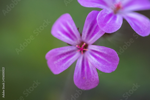 close up of a purple flower © James