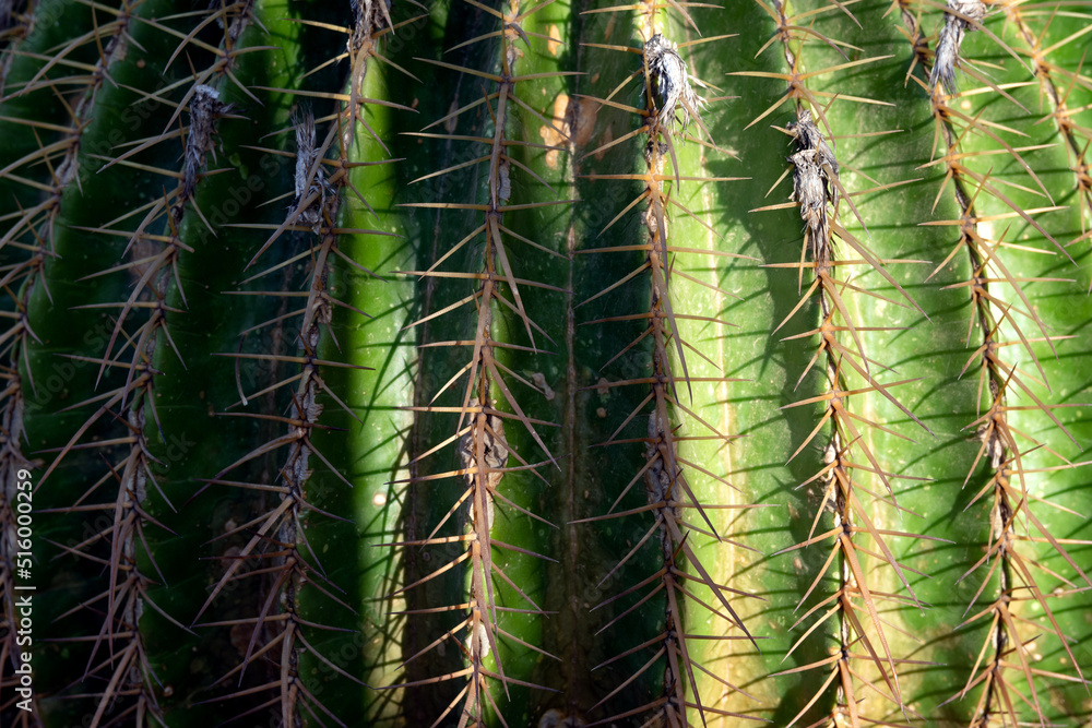 Backround with cactus texture with needles Backround with cactus texture with needles