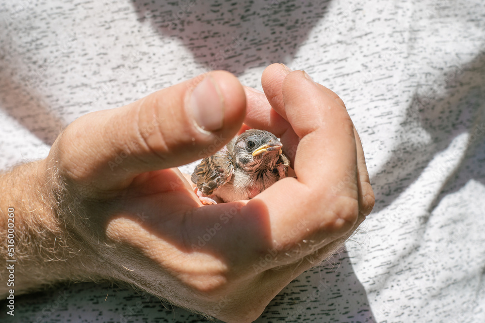 A small sparrow chick in a man's hand. Saving the lives of birds and animals