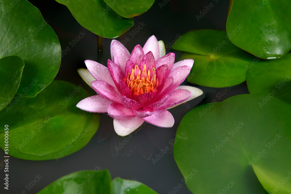 Beautiful pink water lily in the pond with green leaves.Water Lily with reflection floating on the water Beautiful pink water lily in the pond with green leaves.Water Lily with reflection floating on the water