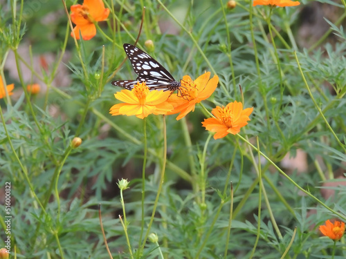 butterfly on a flower in the forest