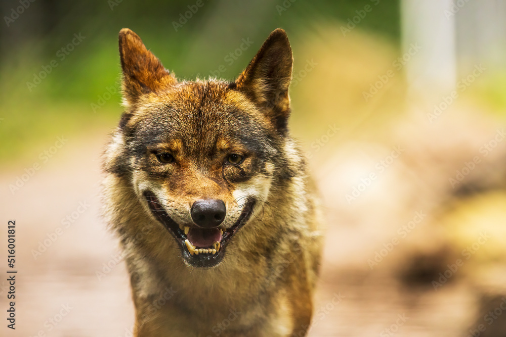 male Eurasian wolf (Canis lupus lupus) his jaw is disfigured