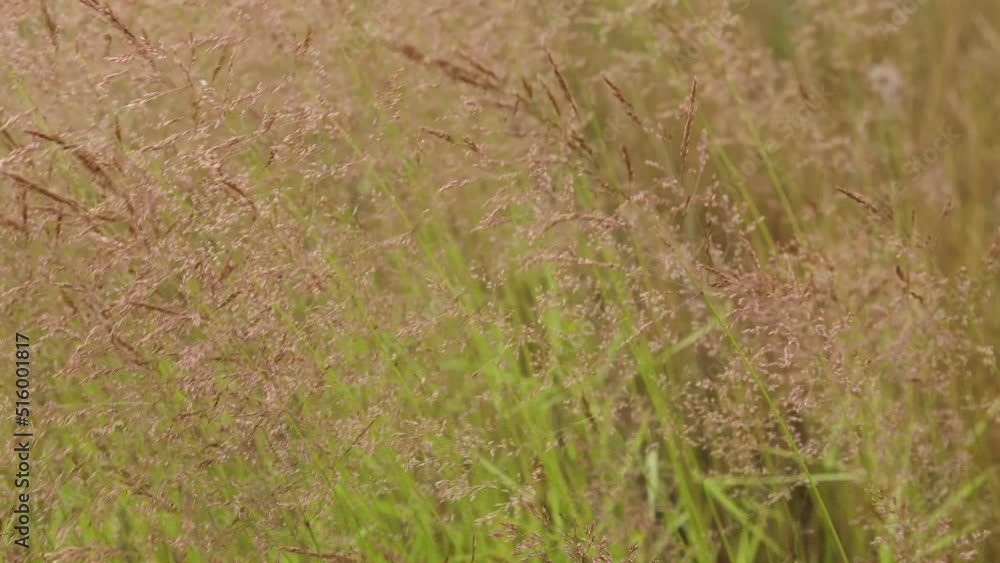 Ears of field grass in a meadow in summer shakes the wind Ears of field grass in a meadow in summer shakes the wind