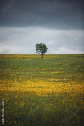 Fototapeta Naklejka Na Ścianę i Meble -  Field with alone tree and yellow dandelions and blue sky