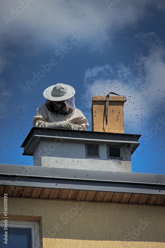 beekeeper catching a swarm of bees on the roof of the house to the beekeeper's box
