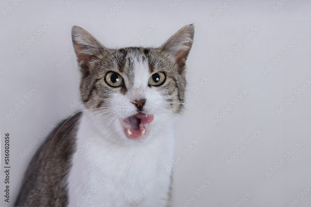 Angry little gray brown Cat. Cat that shows teeth. Tabby. Care of pets. Aggressive Kitten on beautiful neutral background perfect for postcards. Place for text. Kitten with big green eyes. Pets. Angry little gray brown Cat. Cat that shows teeth. Tabby. Care of pets. Aggressive Kitten on beautiful neutral background perfect for postcards. Place for text. Kitten with big green eyes. Pets.