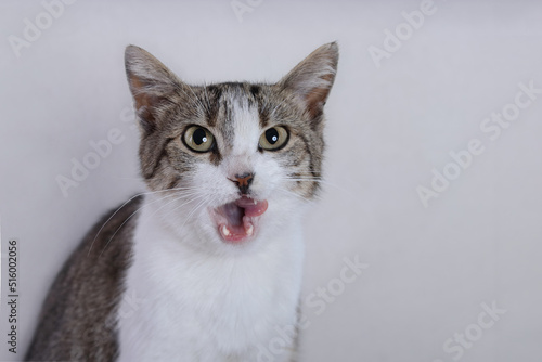 Angry little gray brown Cat. Cat that shows teeth. Tabby. Care of pets. Aggressive Kitten on beautiful neutral background perfect for postcards. Place for text. Kitten with big green eyes. Pets. 