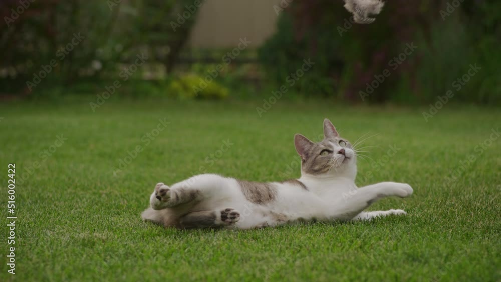 White striped domestic cat hunter playing with a mouse toy in the garden laying on the grass White striped domestic cat hunter playing with a mouse toy in the garden laying on the grass