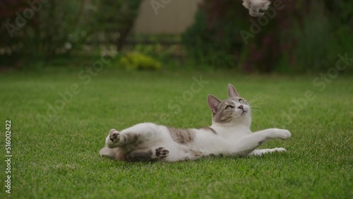 Wallpaper Mural White striped domestic cat hunter playing with a mouse toy in the garden laying on the grass Torontodigital.ca