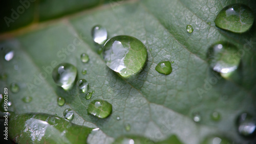 Crystal clear dew or rain drops on green leaf