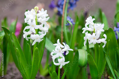 White Hyacinth with green leaves , blooming Hyacinth in the spring garden, white spring flowers, white hyacinth macro, floral photo, macro photography