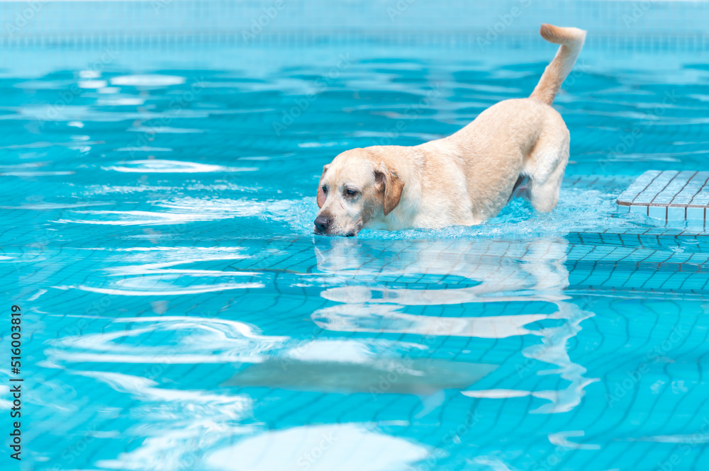 Labrador dog playing in the pool Labrador dog playing in the pool