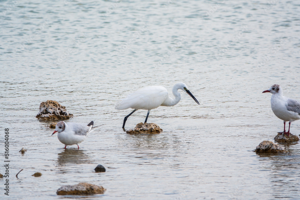 The small white heron or Little egret stands in the lake The small white heron or Little egret stands in the lake