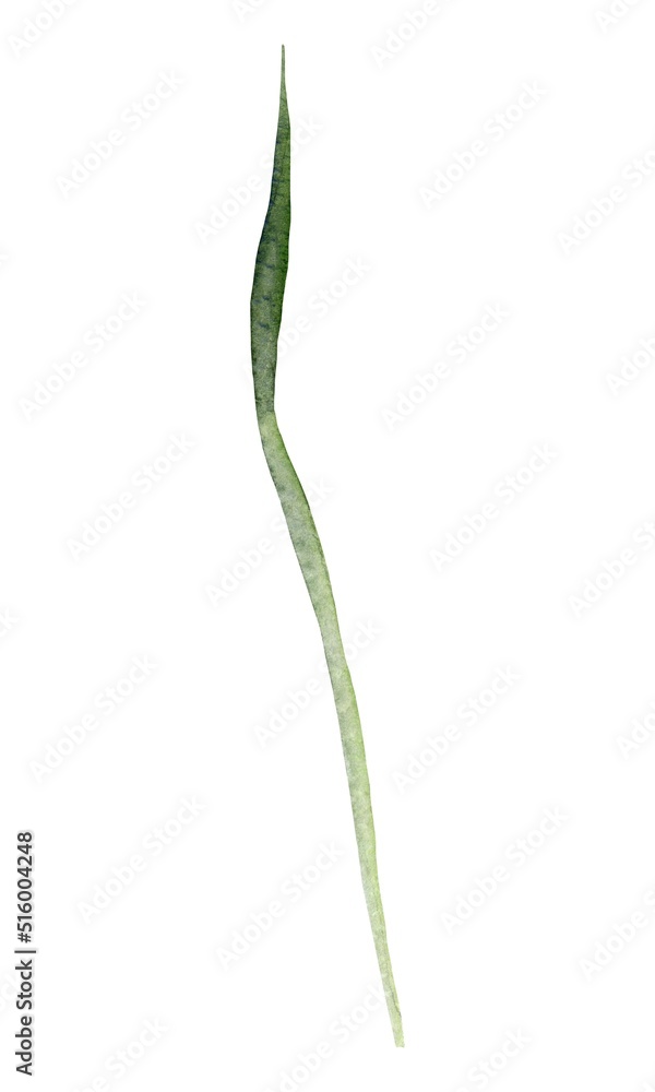 plant isolated on white plant isolated on white