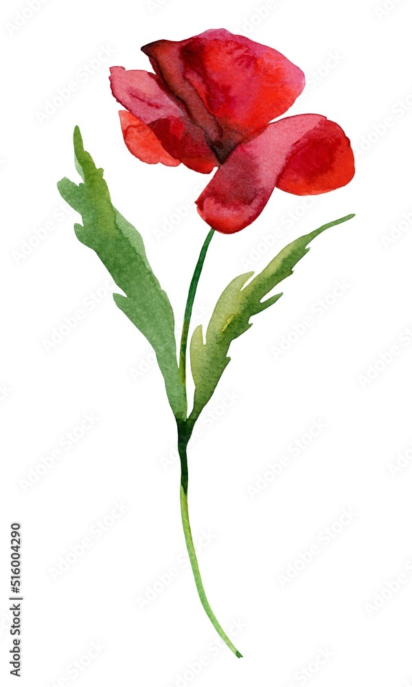 Obraz premium red poppy isolated on white background