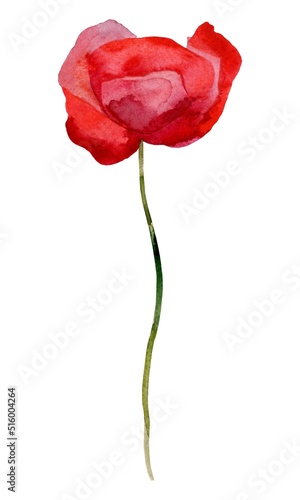 red poppy isolated on white