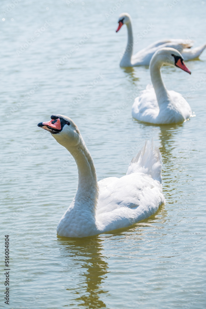 Three graceful white swans swims in the lake, swans in the wild. Three graceful white swans swims in the lake, swans in the wild.