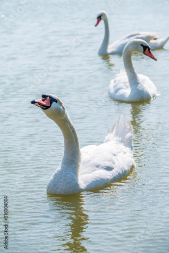 Three graceful white swans swims in the lake, swans in the wild.