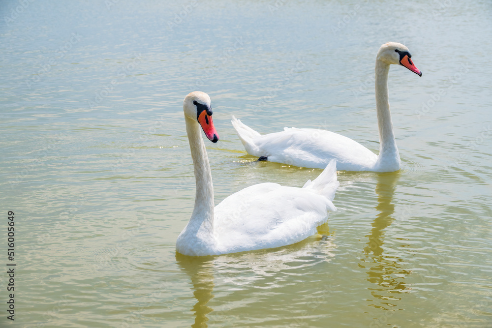 Fototapeta premium Two Graceful white Swans swimming in the lake, swans in the wild