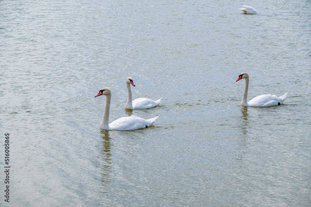 Three graceful white swans swims in the lake, swans in the wild. Three graceful white swans swims in the lake, swans in the wild.