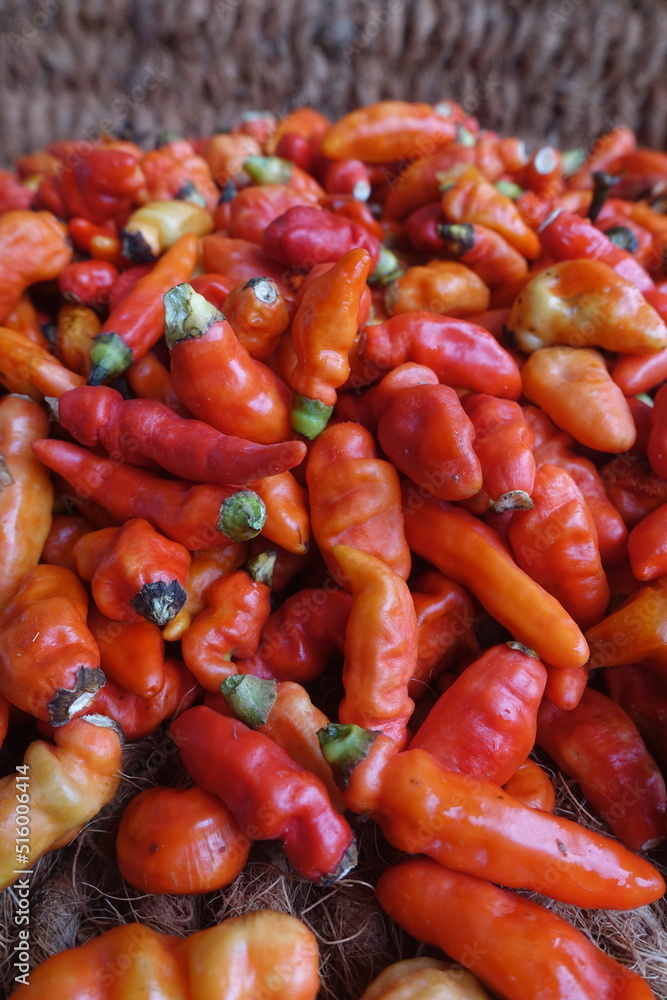 Cayenne pepper (Capsicum frutescens) is a fruit and plant member of the genus Capsicum whose fruit grows towering upwards. Cayenne pepper (Capsicum frutescens) is a fruit and plant member of the genus Capsicum whose fruit grows towering upwards.