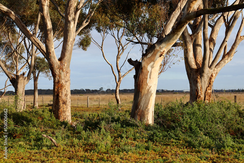 eucalyptus tree trunks in field