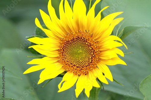 When it comes to the best summer flower  it is the sunflower 