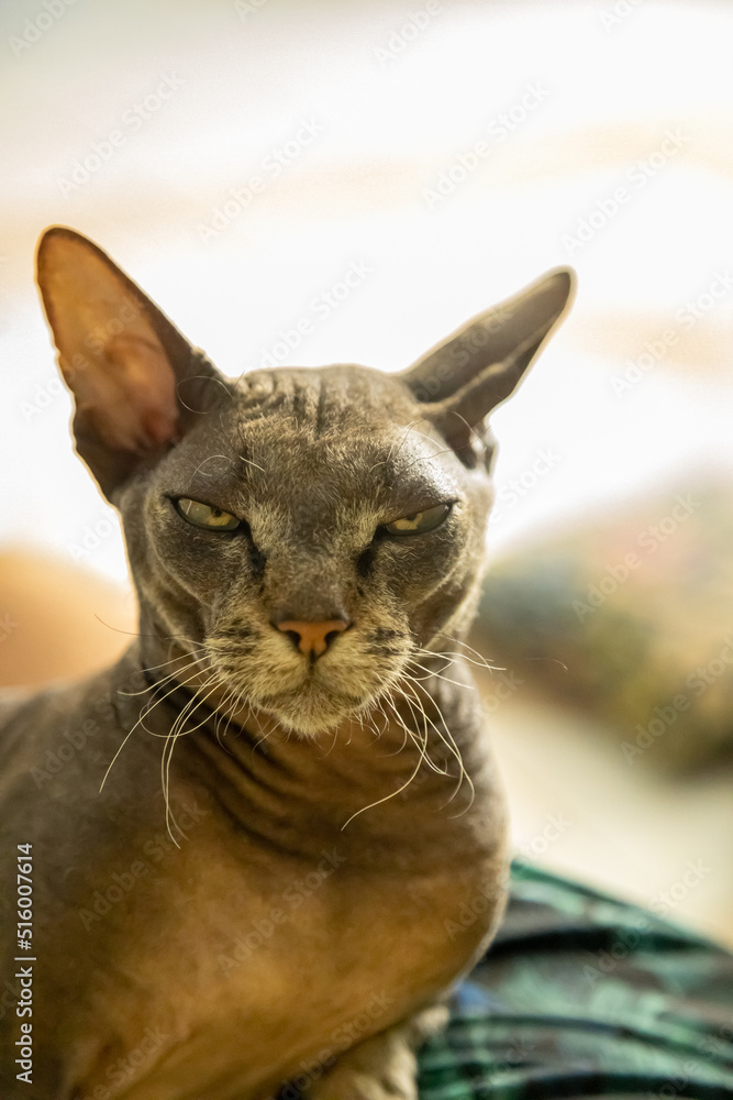 Grumpy cat face with animal laying down and looking into the camera. Soft focus animal portrait.