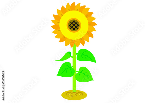 ひまわり, ヒマワリ,向日葵,花, 夏, 夏休み, 植物, 咲く, 真夏, 開花, 葉, 葉っぱ, シンプル, カワイイ, 黄, さわやか, 自然, ６月, ７月, ８月, かわいい, 挿絵, きれい, 初夏, 暑中見舞い, 残暑見舞い, 風物詩, 草花, 綺麗, 可愛い