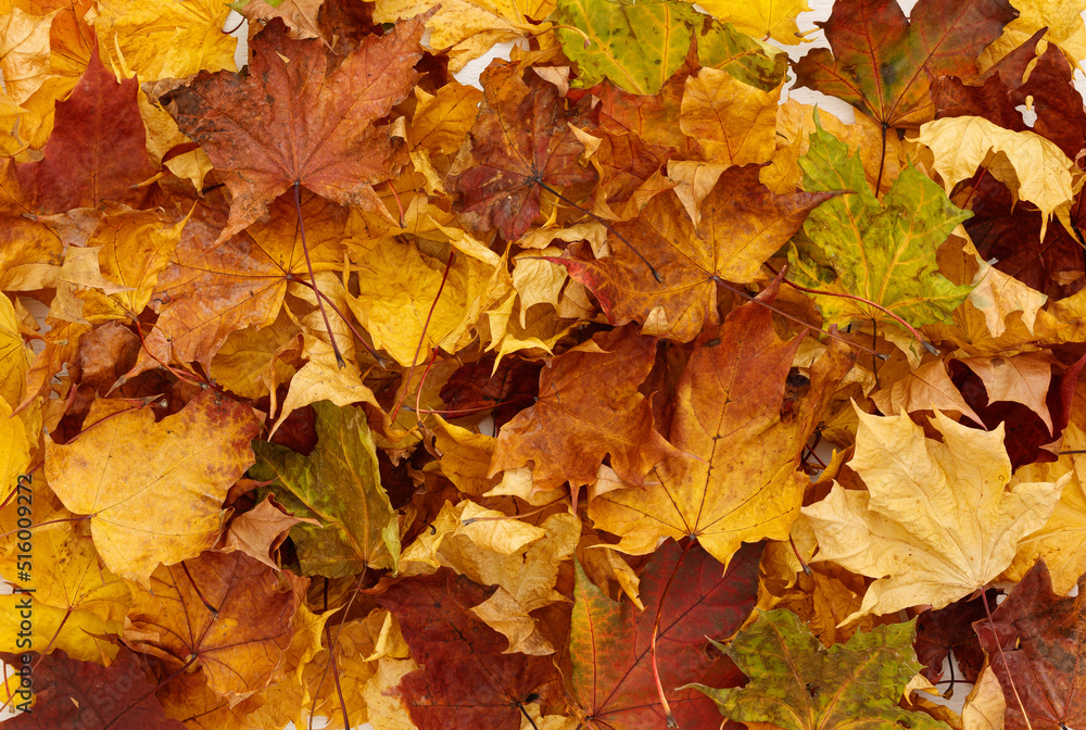 Bright multicolored maple leaves lying on wooden background. Top view of the red, orange, yellow and green leaves of the maple. Bright colors of Autumn.