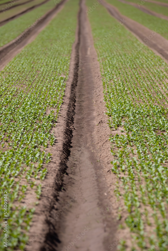 The endless rows of fresh sprouts of organic salad. Plantation of organic vegetables in the field. Agriculture. Selective focus The endless rows of fresh sprouts of organic salad. Plantation of organic vegetables in the field. Agriculture. Selective focus