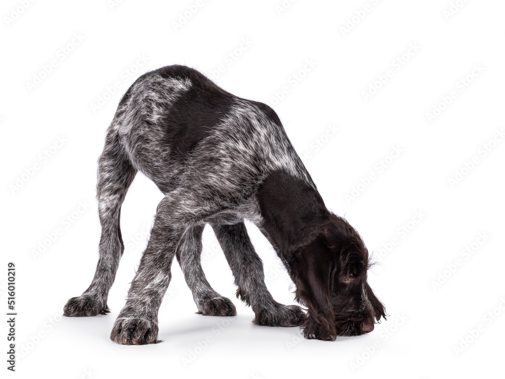Young brown and white German wirehaired pointer dog pup, sniffing on the floor. Isolated on a white background. - obrazy, fototapety, plakaty 