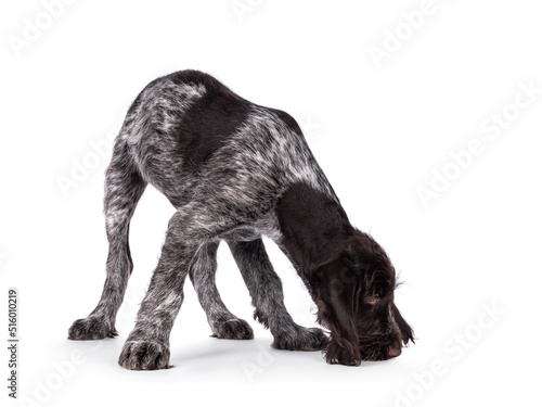 Young brown and white German wirehaired pointer dog pup, sniffing on the floor. Isolated on a white background. photo